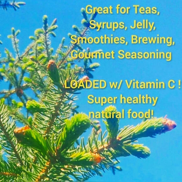 UNTIL SOLD OUT Fresh Spruce Tips Brewing Tea Jelly Syrup Vinegar Smoothies Vit C - Picture 3 of 3